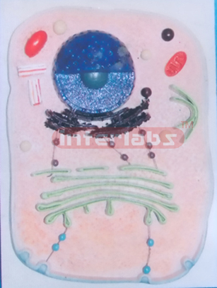 PLANT CELL MATERIAL